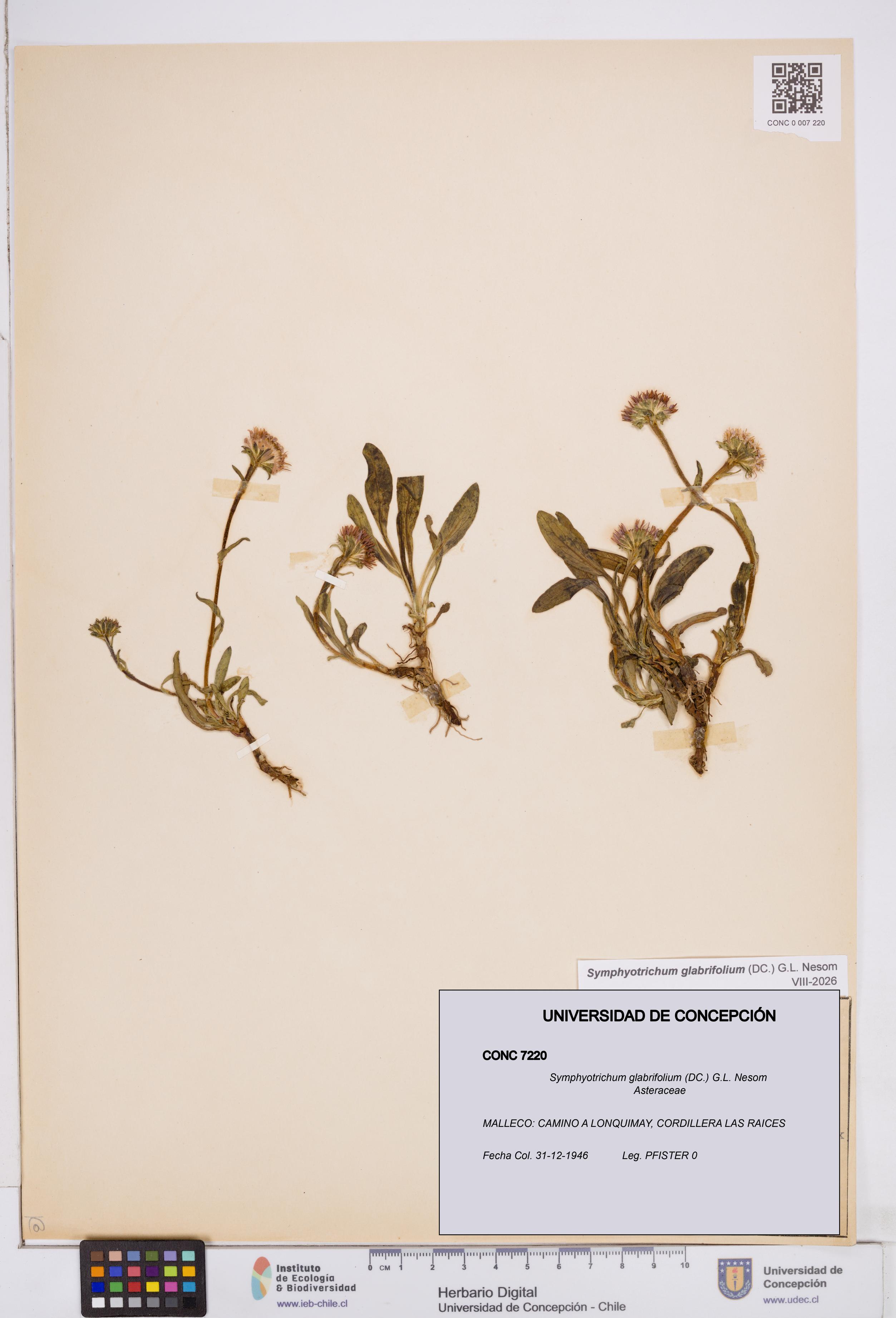 Symphyotrichum glabrifolium [Espécimen: ]