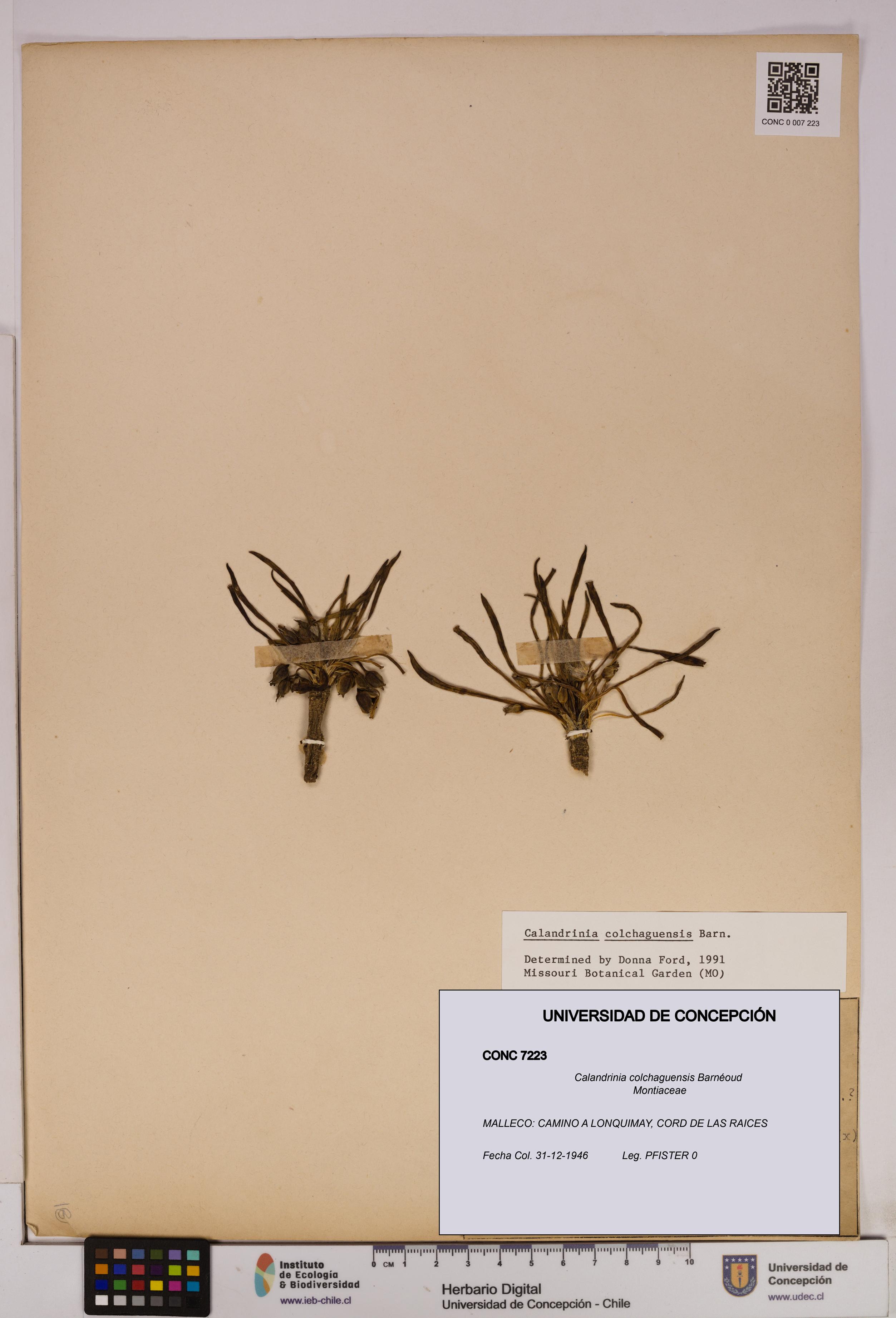 Calandrinia colchaguensis [Espécimen: UDEC:CONC:0007223]