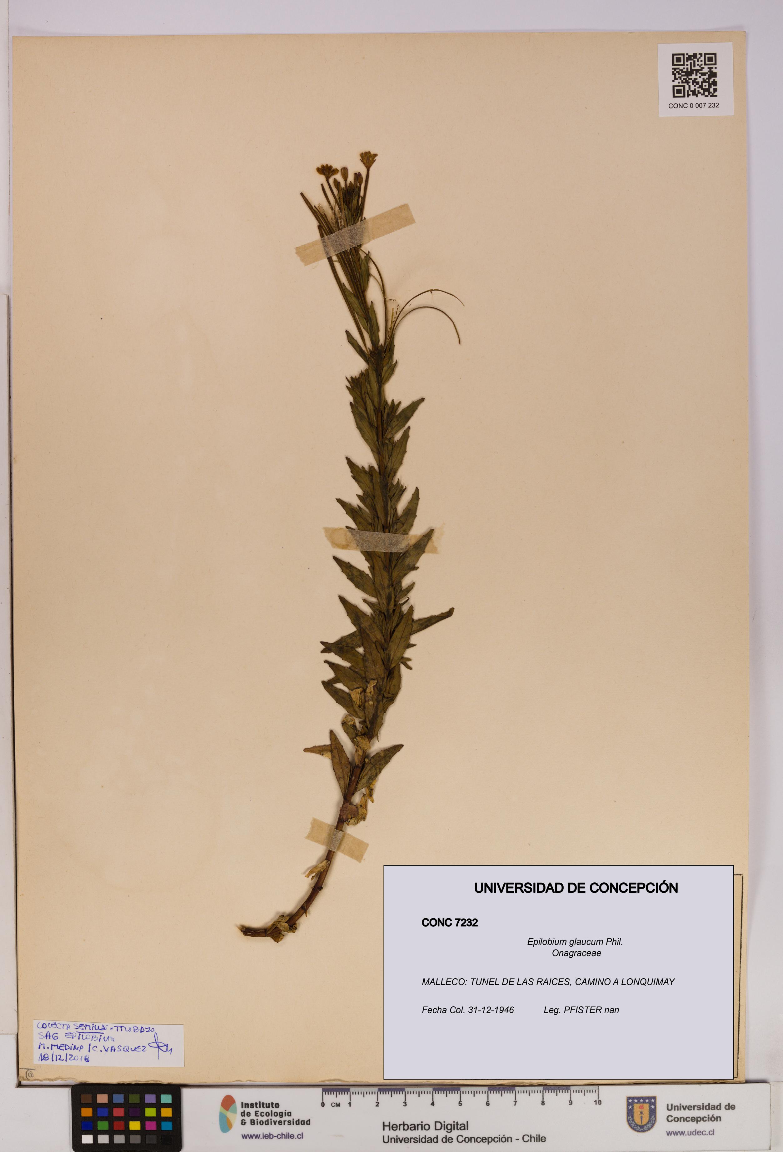 Epilobium glaucum [Espécimen: UDEC:CONC:0007232]