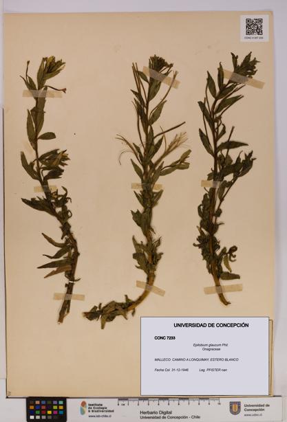 Epilobium glaucum [Espécimen: UDEC:CONC:0007233]