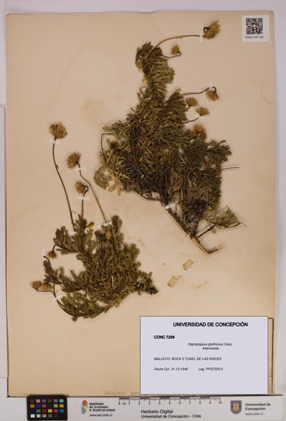 Haplopappus glutinosus [Espécimen: UDEC:CONC:0007239]