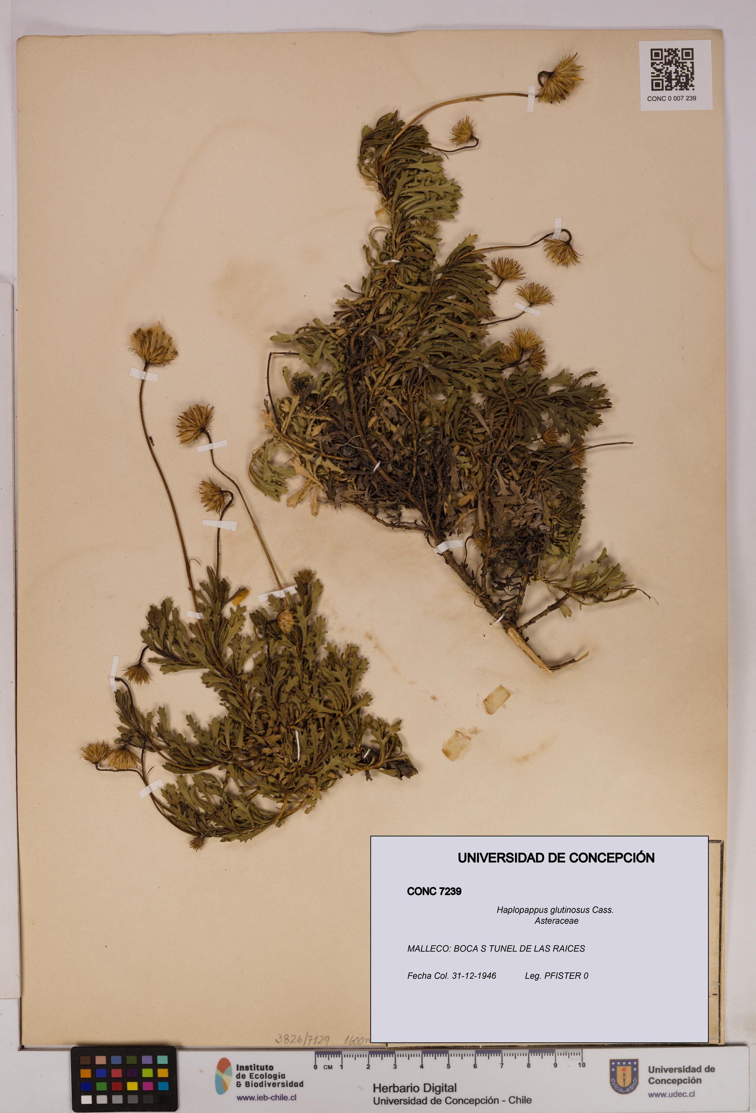 Haplopappus glutinosus [Espécimen: UDEC:CONC:0007239]