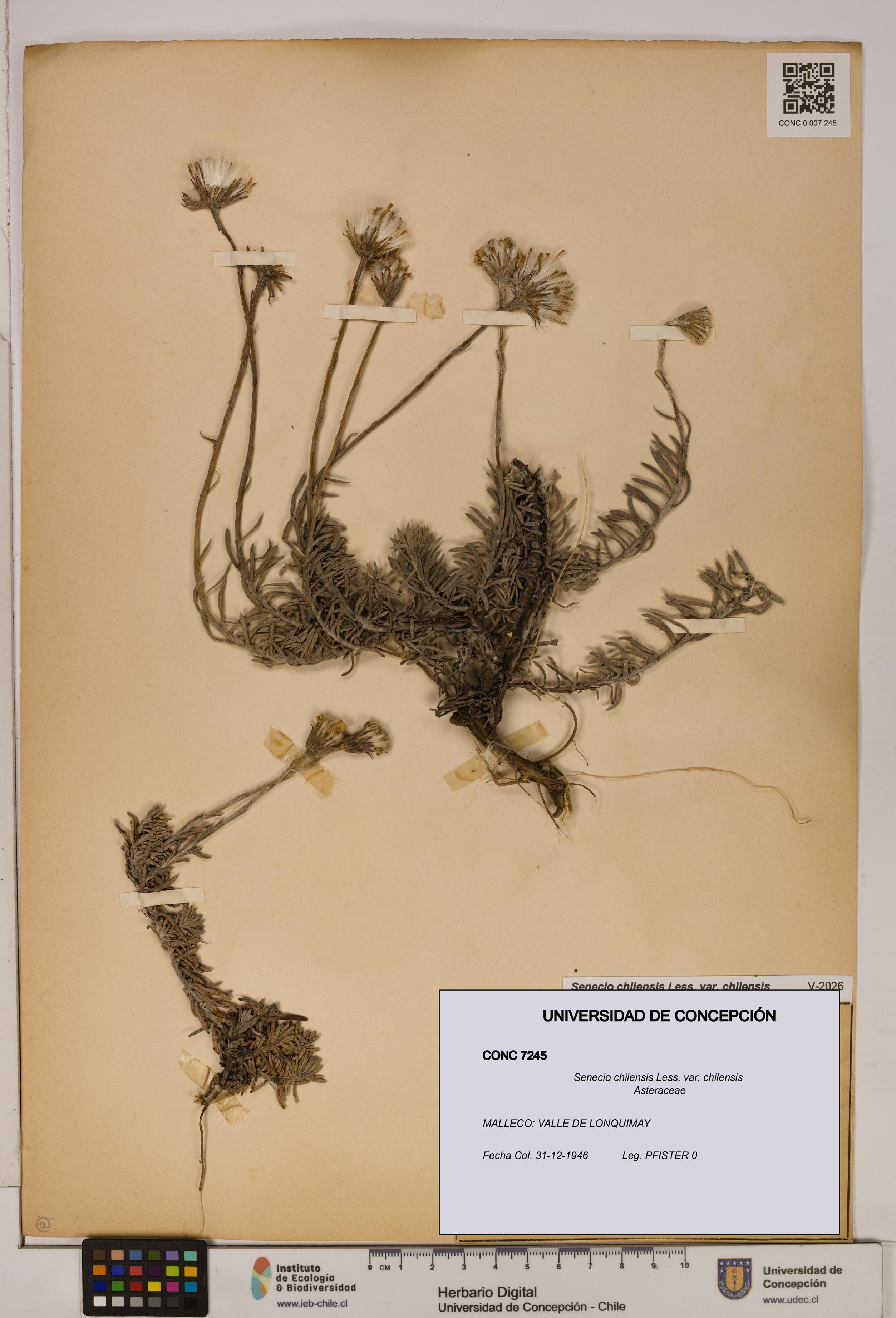 Senecio chilensis var. chilensis [Espécimen: UDEC:CONC:0007245]