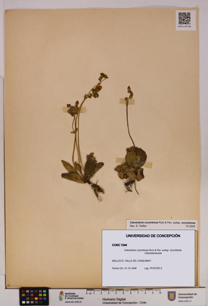 Calceolaria corymbosa [Espécimen: UDEC:CONC:0007246]