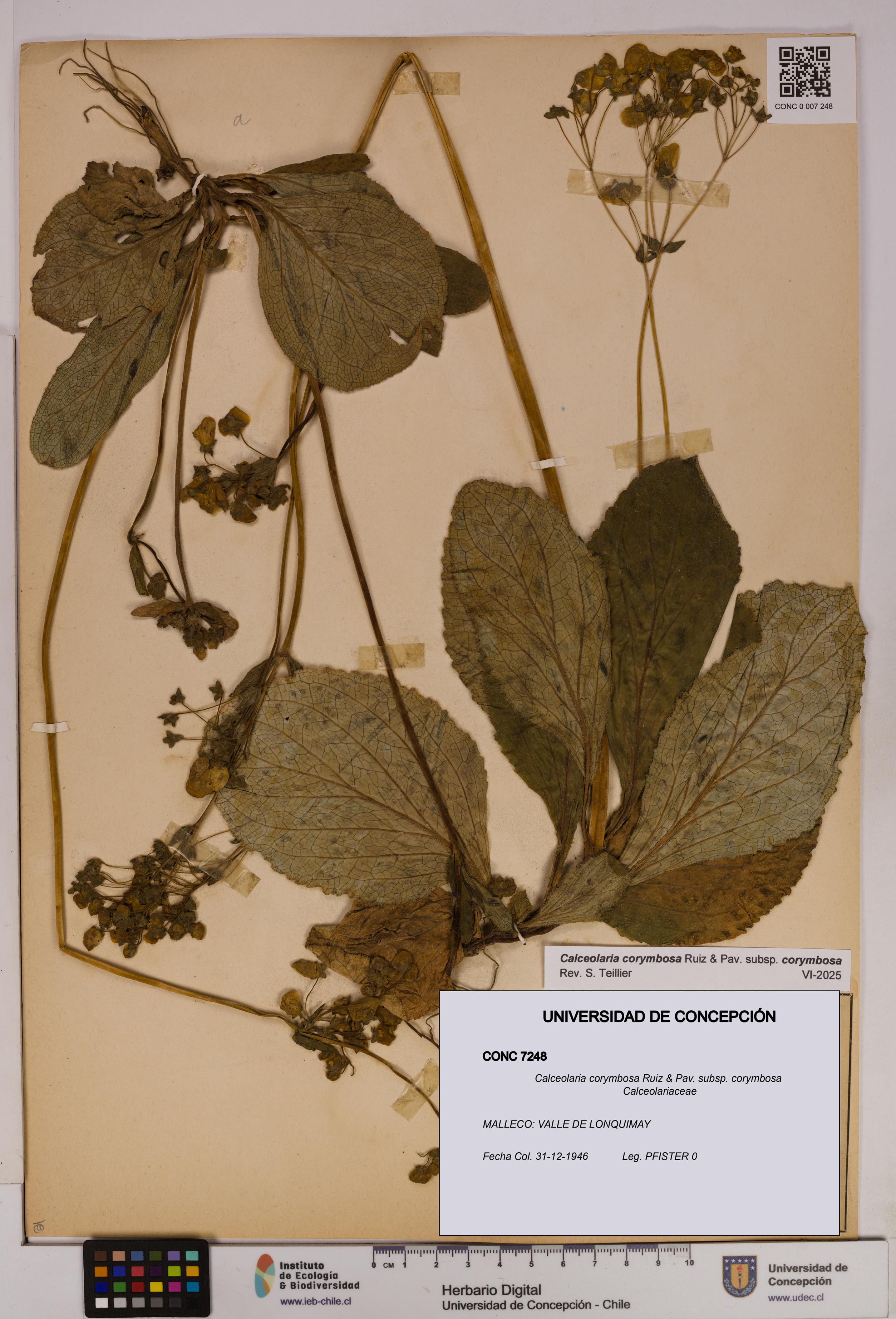 Calceolaria corymbosa [Espécimen: UDEC:CONC:0007248]