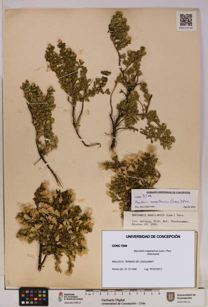 Baccharis magellanica [Espécimen: UDEC:CONC:0007249]