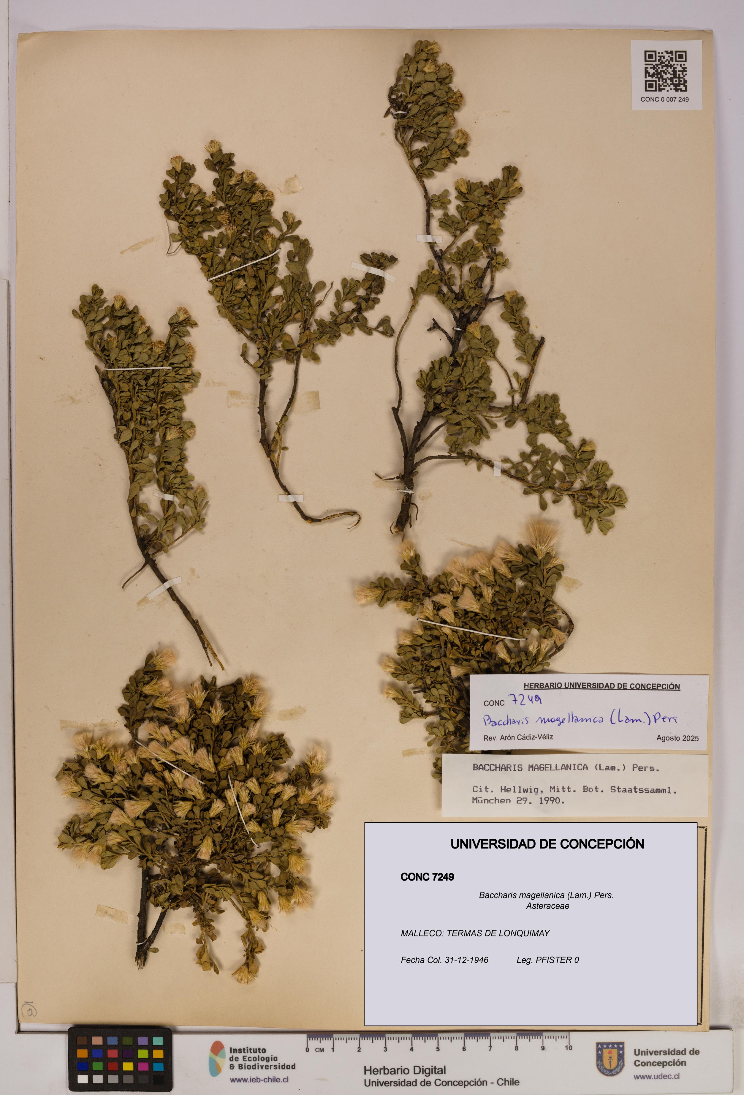 Baccharis magellanica [Espécimen: UDEC:CONC:0007249]