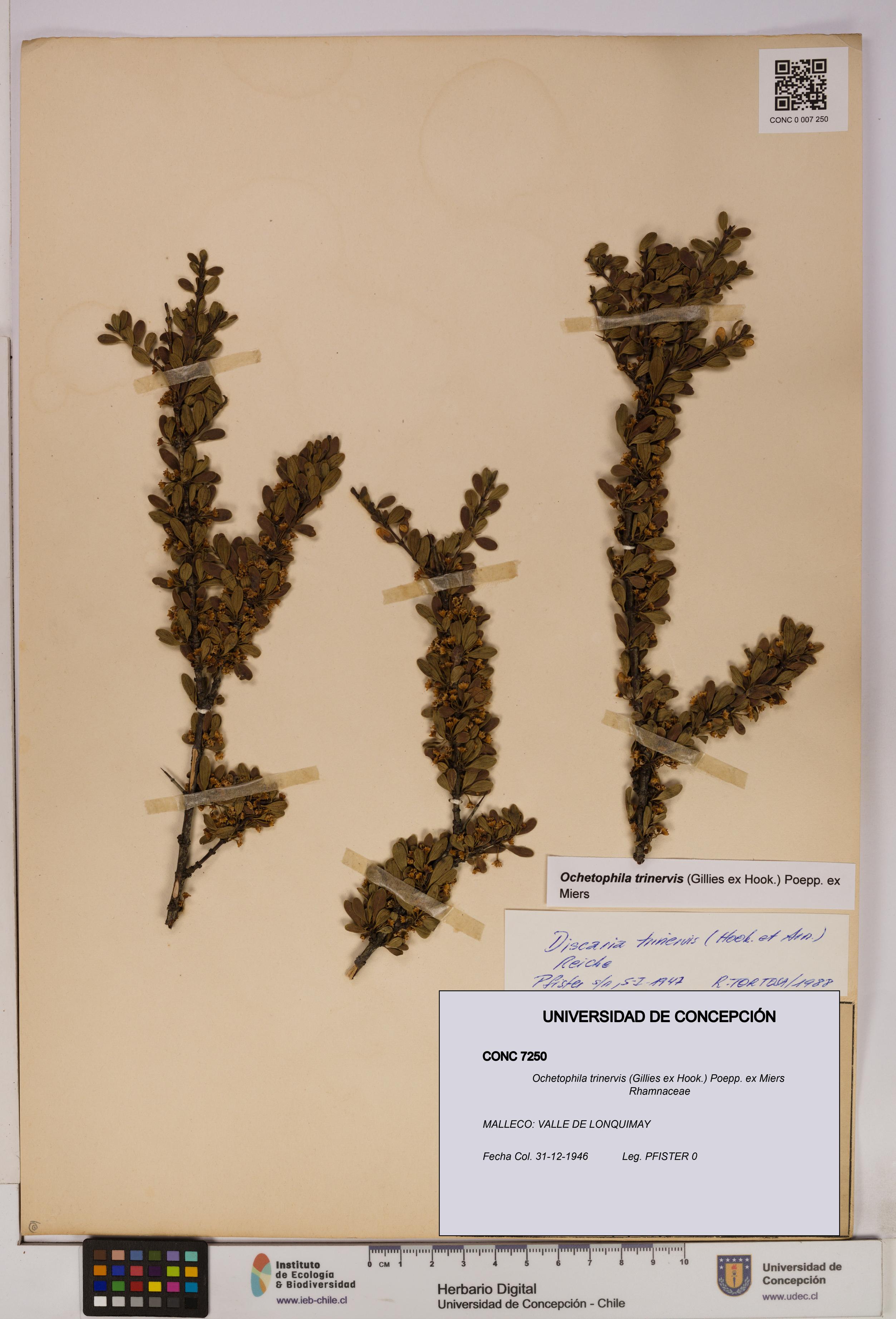 Ochetophila trinervis [Espécimen: UDEC:CONC:0007250]