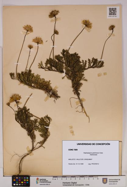 Haplopappus glutinosus [Espécimen: UDEC:CONC:0007253]