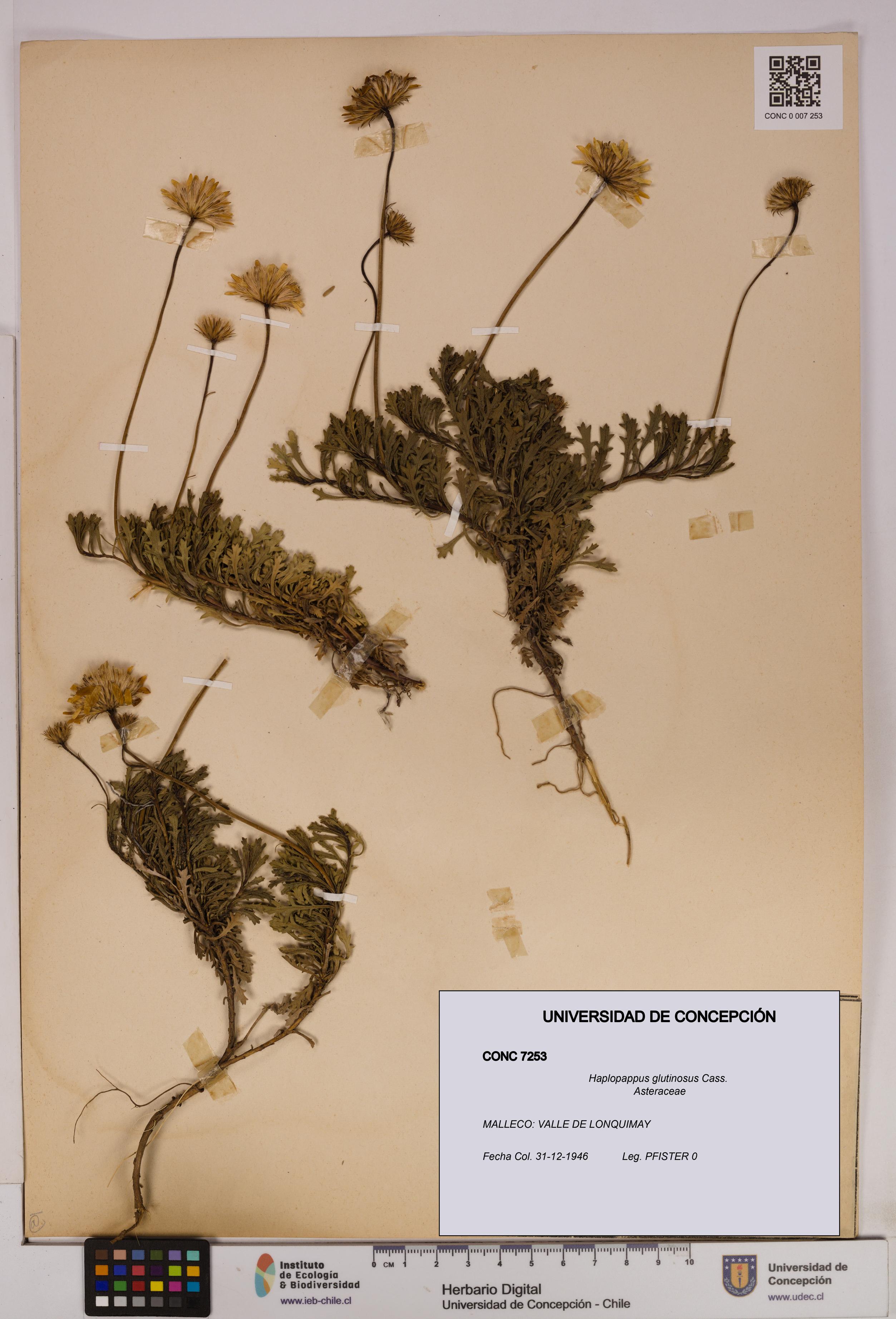 Haplopappus glutinosus [Espécimen: UDEC:CONC:0007253]