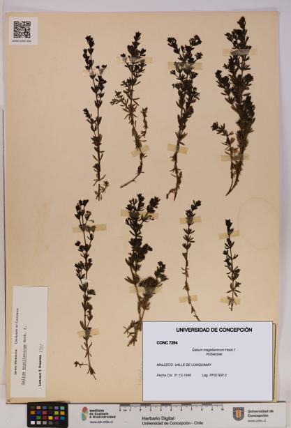 Galium magellanicum [Espécimen: UDEC:CONC:0007254]