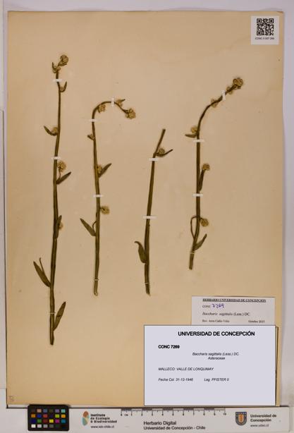 Baccharis sagittalis [Espécimen: UDEC:CONC:0007269]