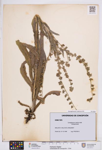 Cynoglossum creticum [Espécimen: ]