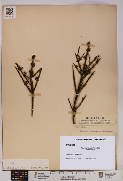 Discaria articulata [Espécimen: UDEC:CONC:0007286]