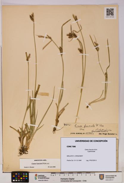 Carex fuscula [Espécimen: UDEC:CONC:0007292]