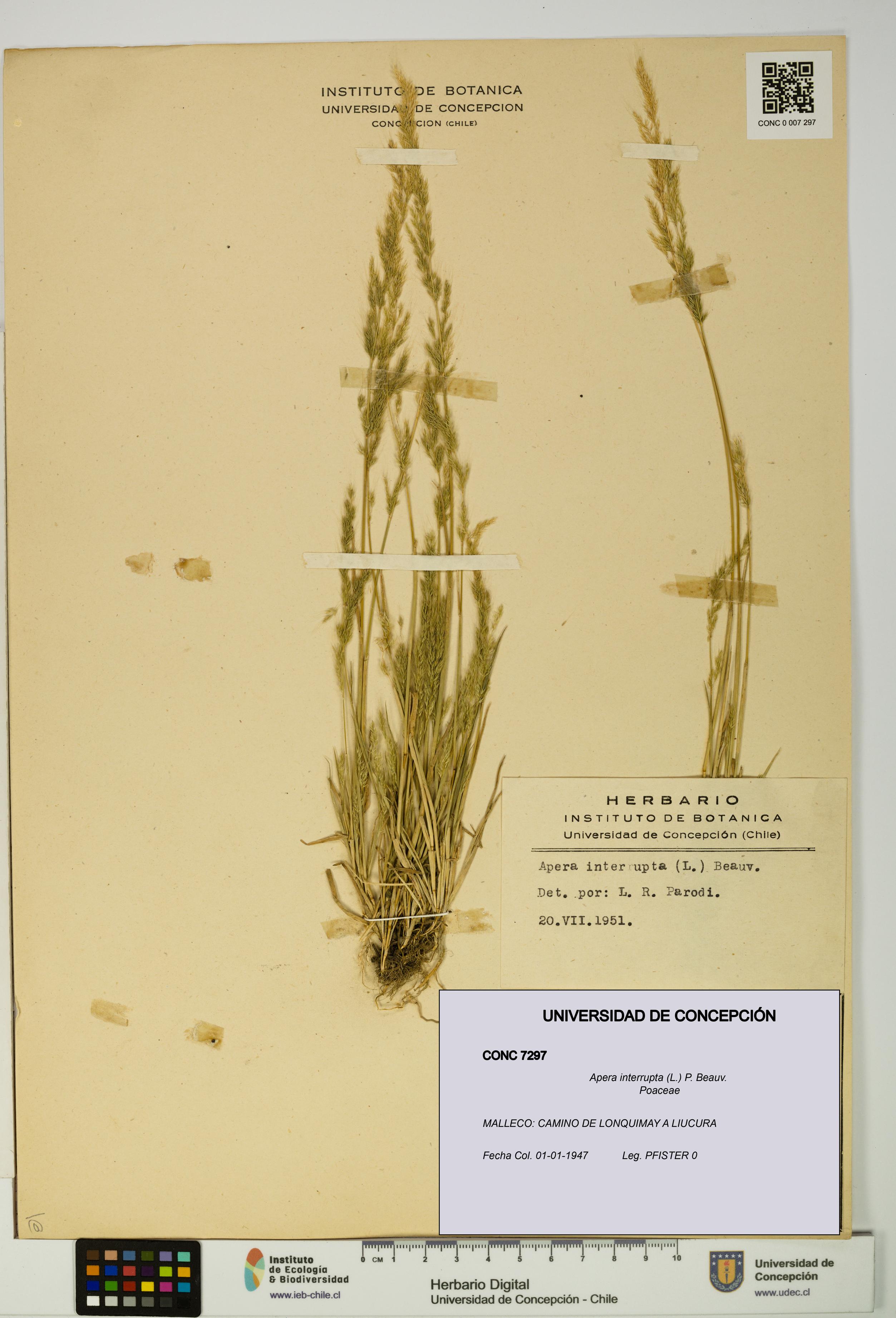 Apera interrupta [Espécimen: UDEC:CONC:0007297]