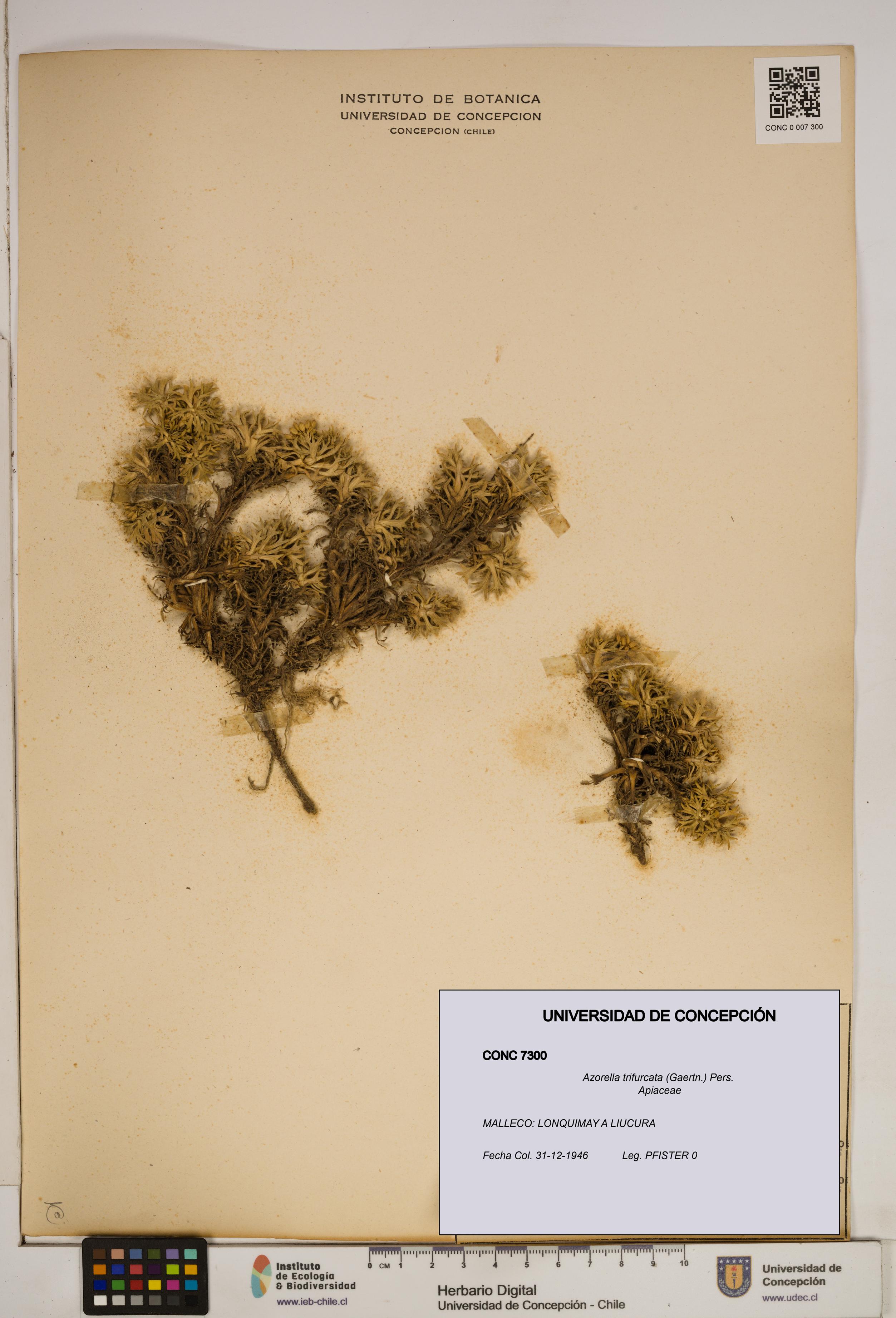 Azorella trifurcata [Espécimen: ]
