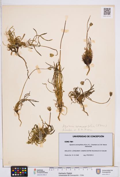 Agoseris coronopifolia [Espécimen: ]