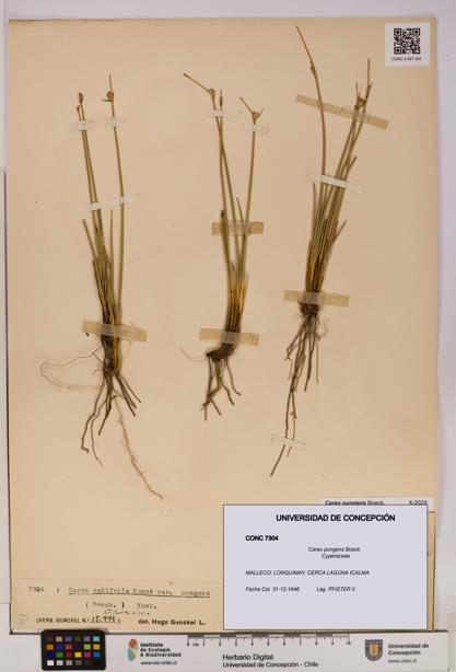 Carex pungens [Espécimen: UDEC:CONC:0007304]