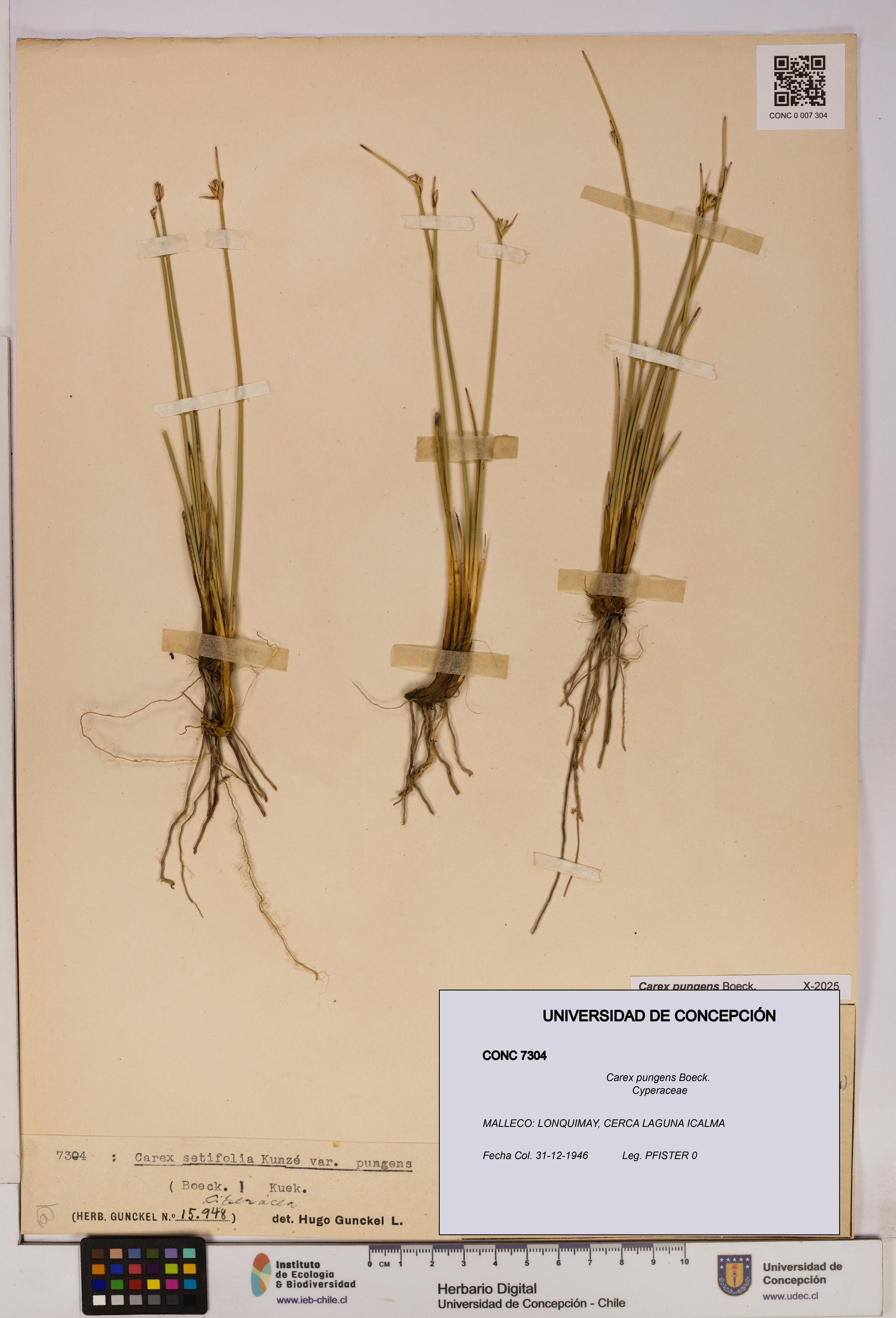 Carex pungens [Espécimen: UDEC:CONC:0007304]