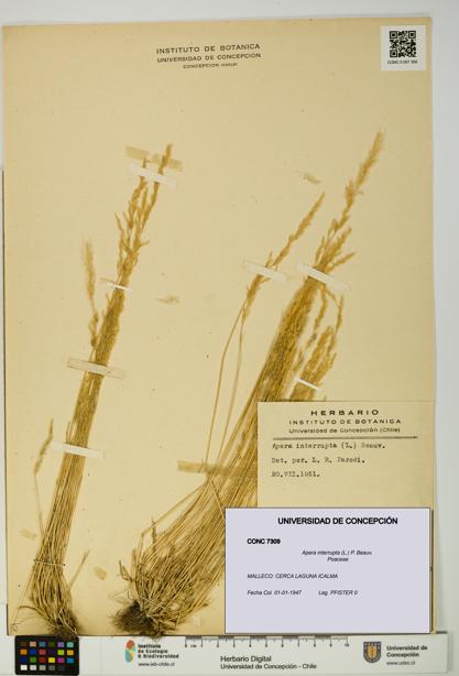 Apera interrupta [Espécimen: UDEC:CONC:0007309]