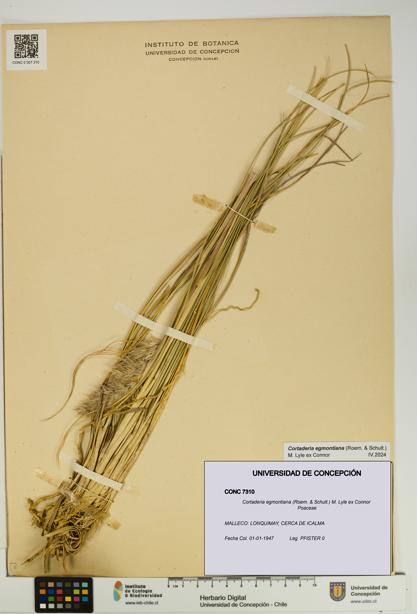 Cortaderia egmontiana [Espécimen: UDEC:CONC:0007310]