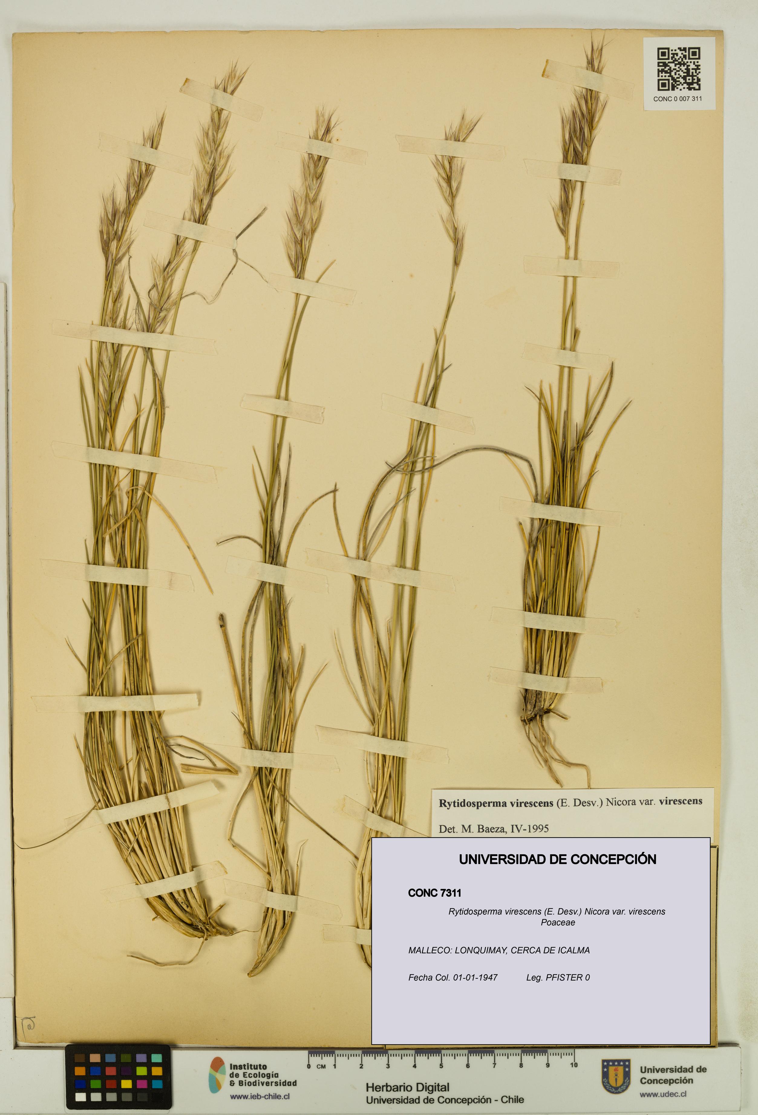 Rytidosperma virescens var. virescens [Espécimen: UDEC:CONC:0007311]