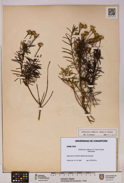 Chiliotrichum diffusum [Espécimen: UDEC:CONC:0007313]