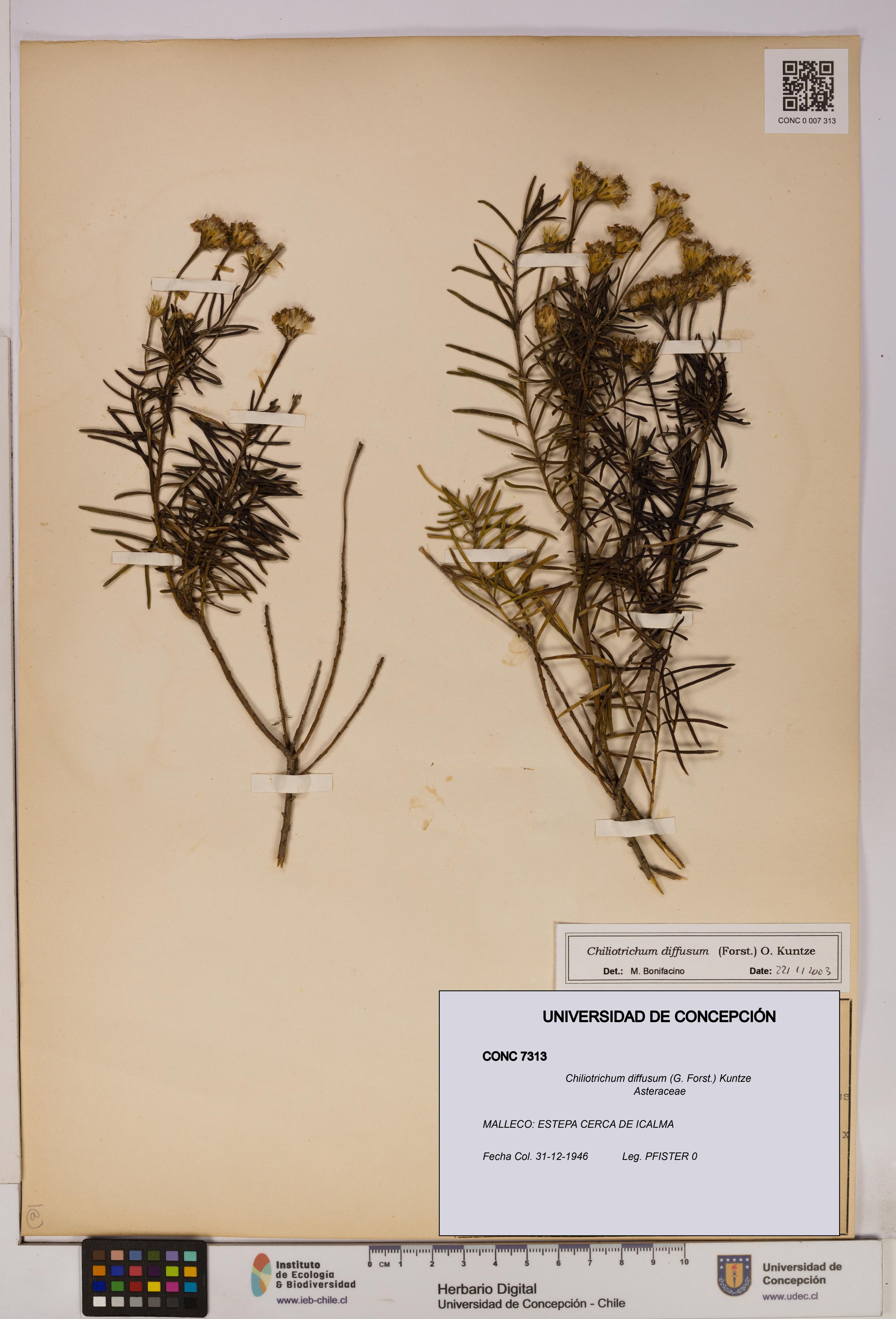 Chiliotrichum diffusum [Espécimen: UDEC:CONC:0007313]