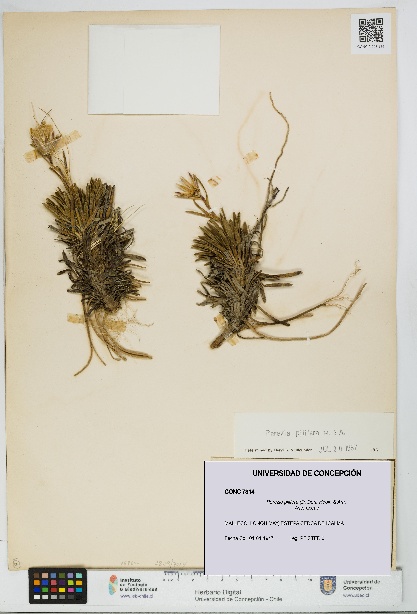 Perezia pilifera [Espécimen: UDEC:CONC:0007314]