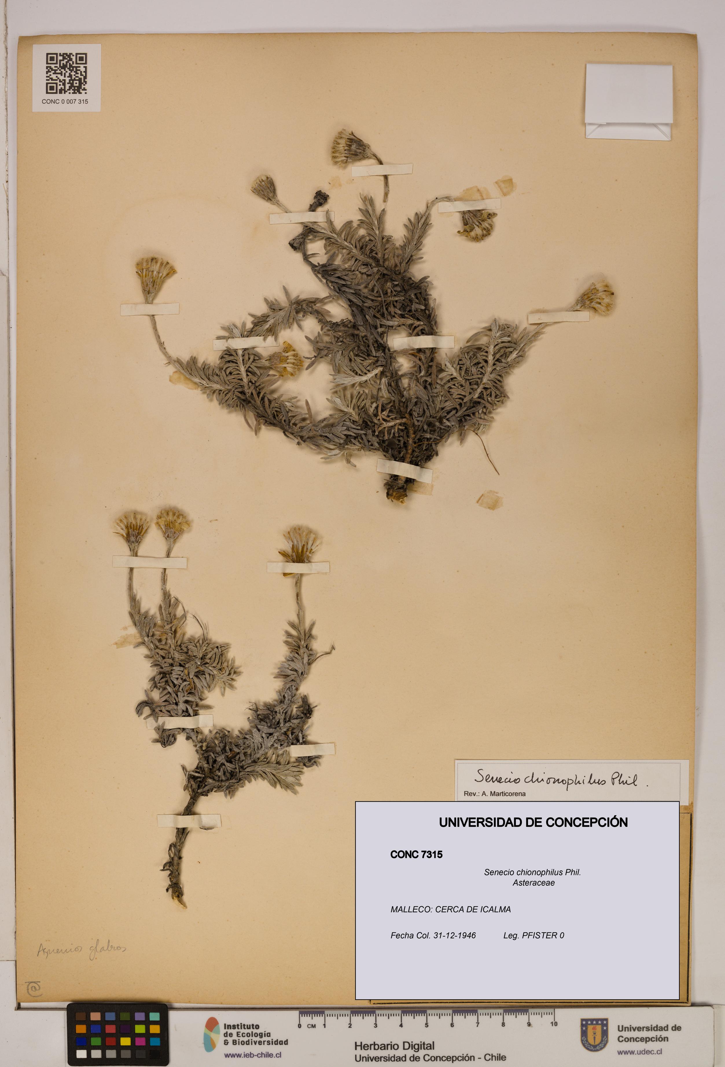 Senecio chionophilus [Espécimen: UDEC:CONC:0007315]