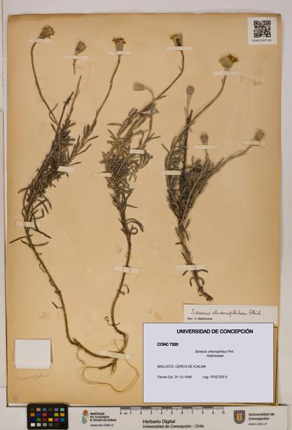 Senecio chionophilus [Espécimen: UDEC:CONC:0007320]