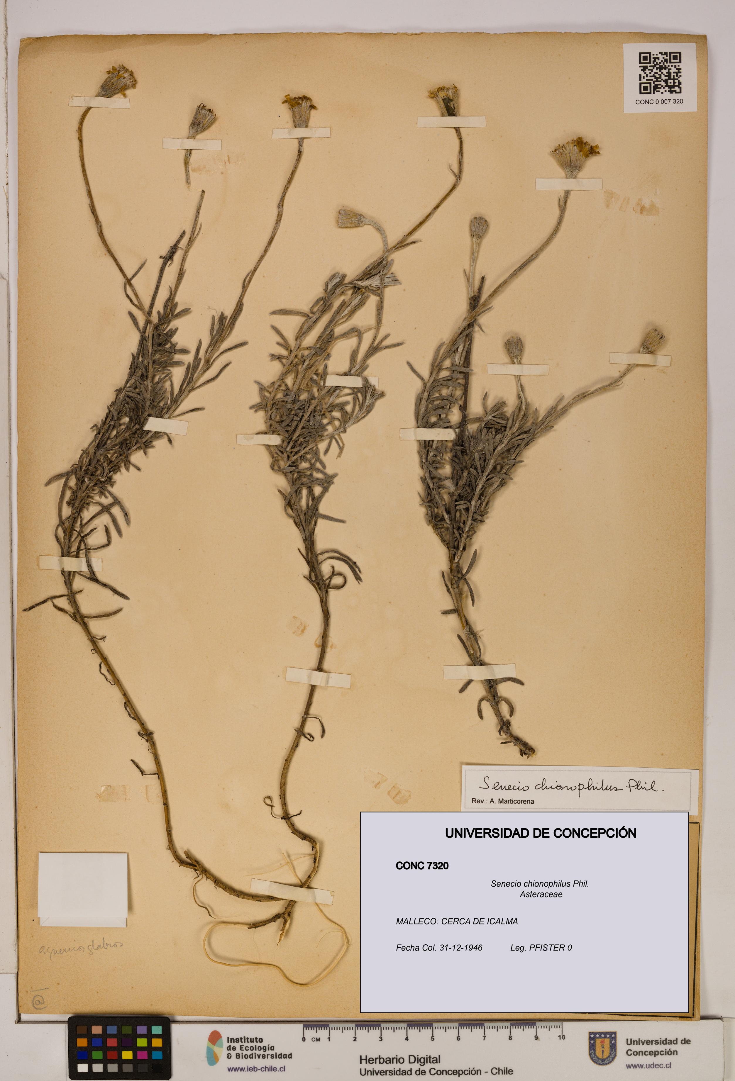 Senecio chionophilus [Espécimen: UDEC:CONC:0007320]