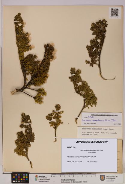 Baccharis magellanica [Espécimen: UDEC:CONC:0007321]