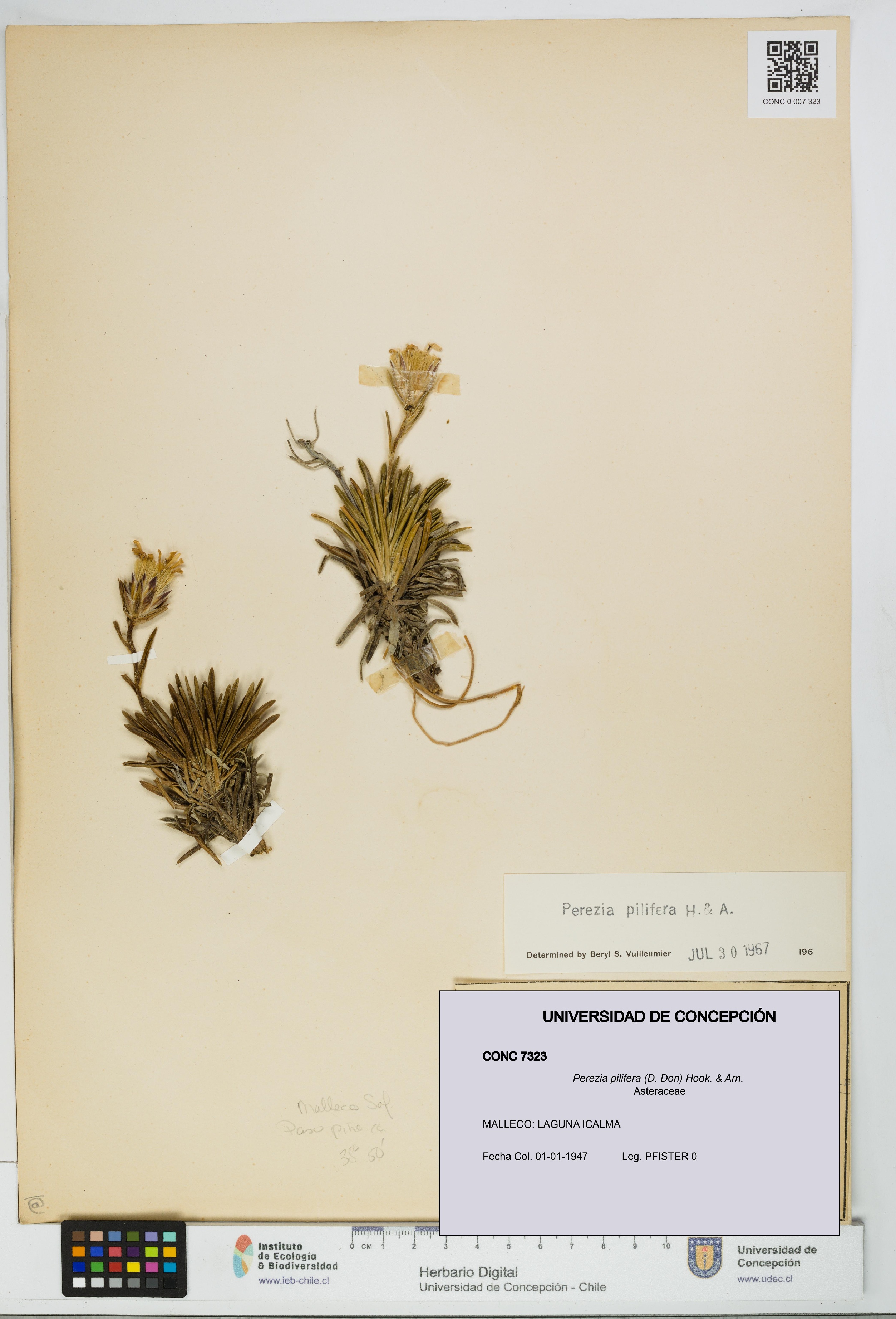 Perezia pilifera [Espécimen: UDEC:CONC:0007323]