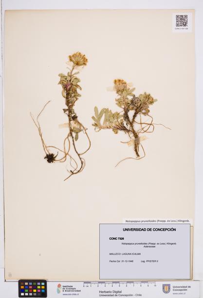 Notopappus prunelloides [Espécimen: ]