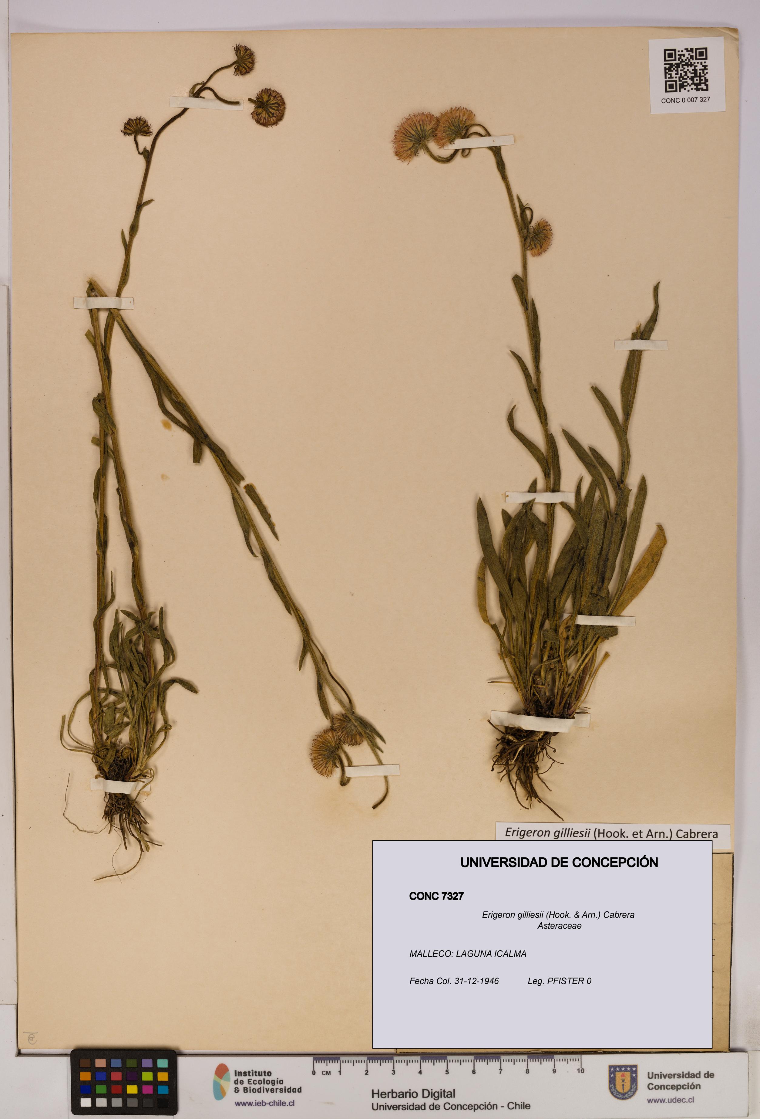 Erigeron gilliesii [Espécimen: UDEC:CONC:0007327]