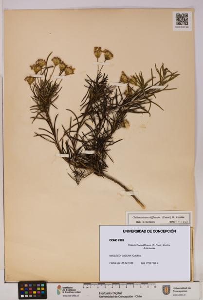 Chiliotrichum diffusum [Espécimen: UDEC:CONC:0007328]