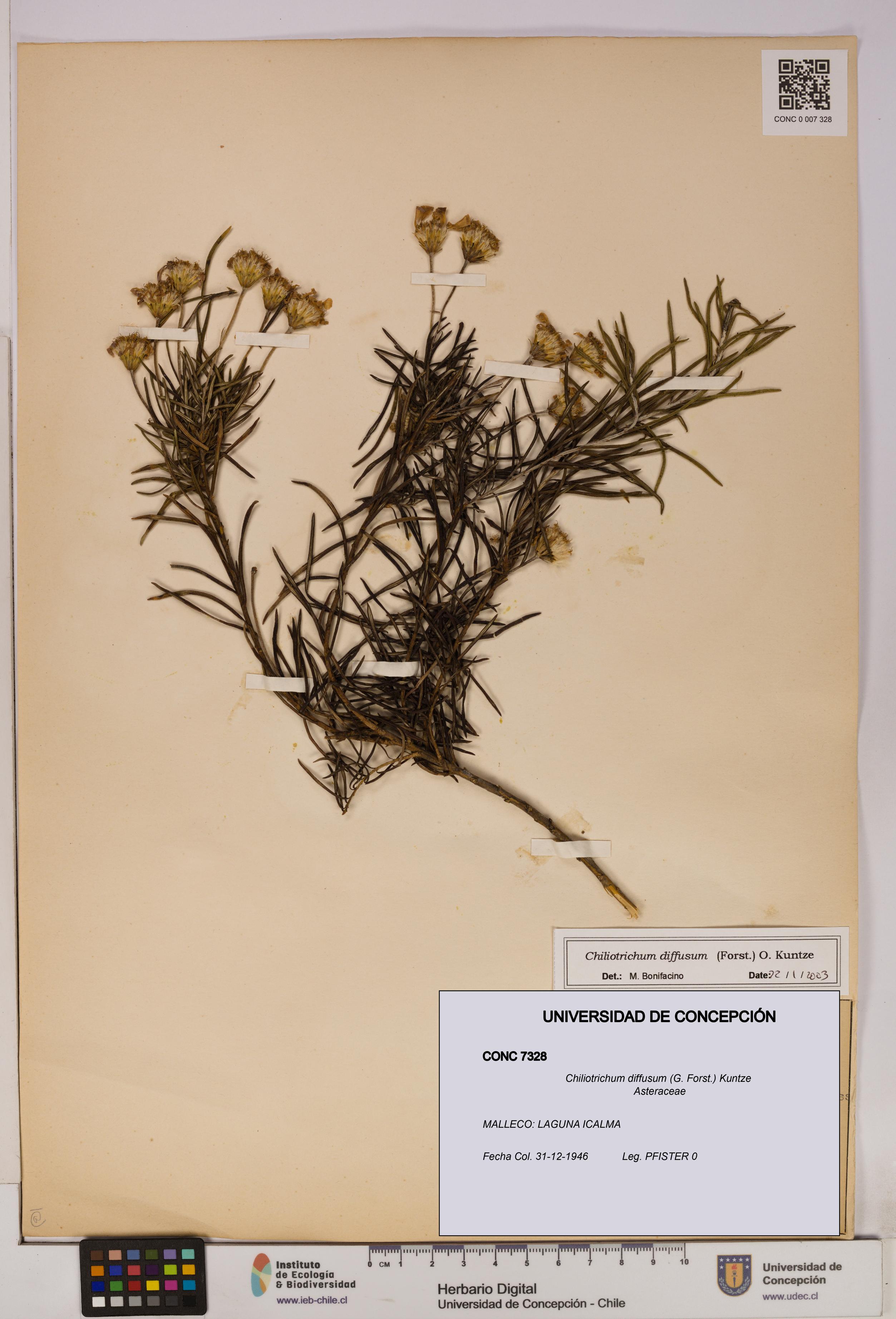 Chiliotrichum diffusum [Espécimen: UDEC:CONC:0007328]