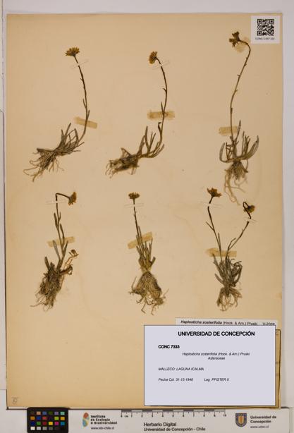 Haplosticha zosterifolia [Espécimen: UDEC:CONC:0007333]