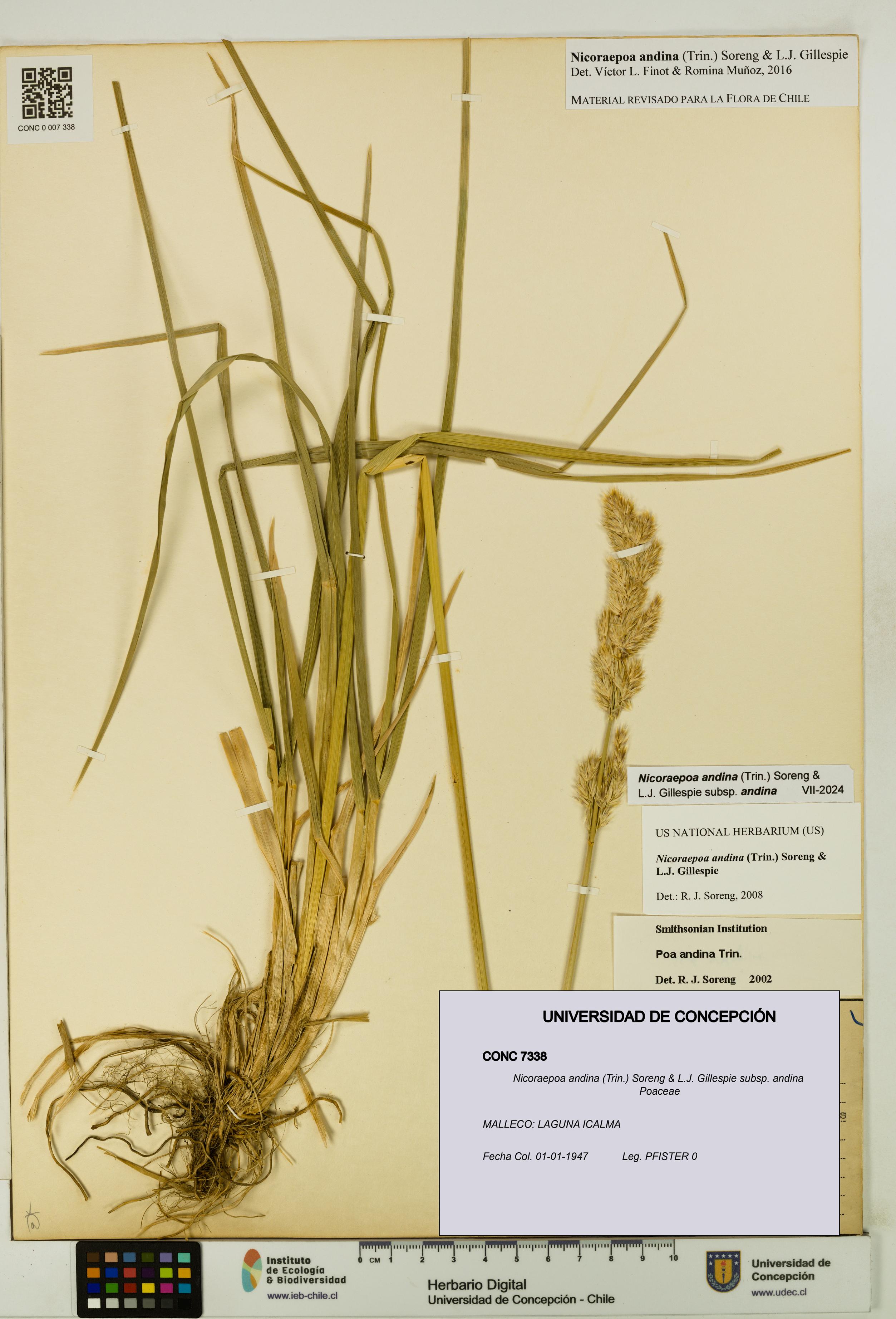 Nicoraepoa andina subsp. andina [Espécimen: UDEC:CONC:0007338]