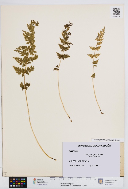 Cystopteris apiiformis [Espécimen: UDEC:CONC:0007339]