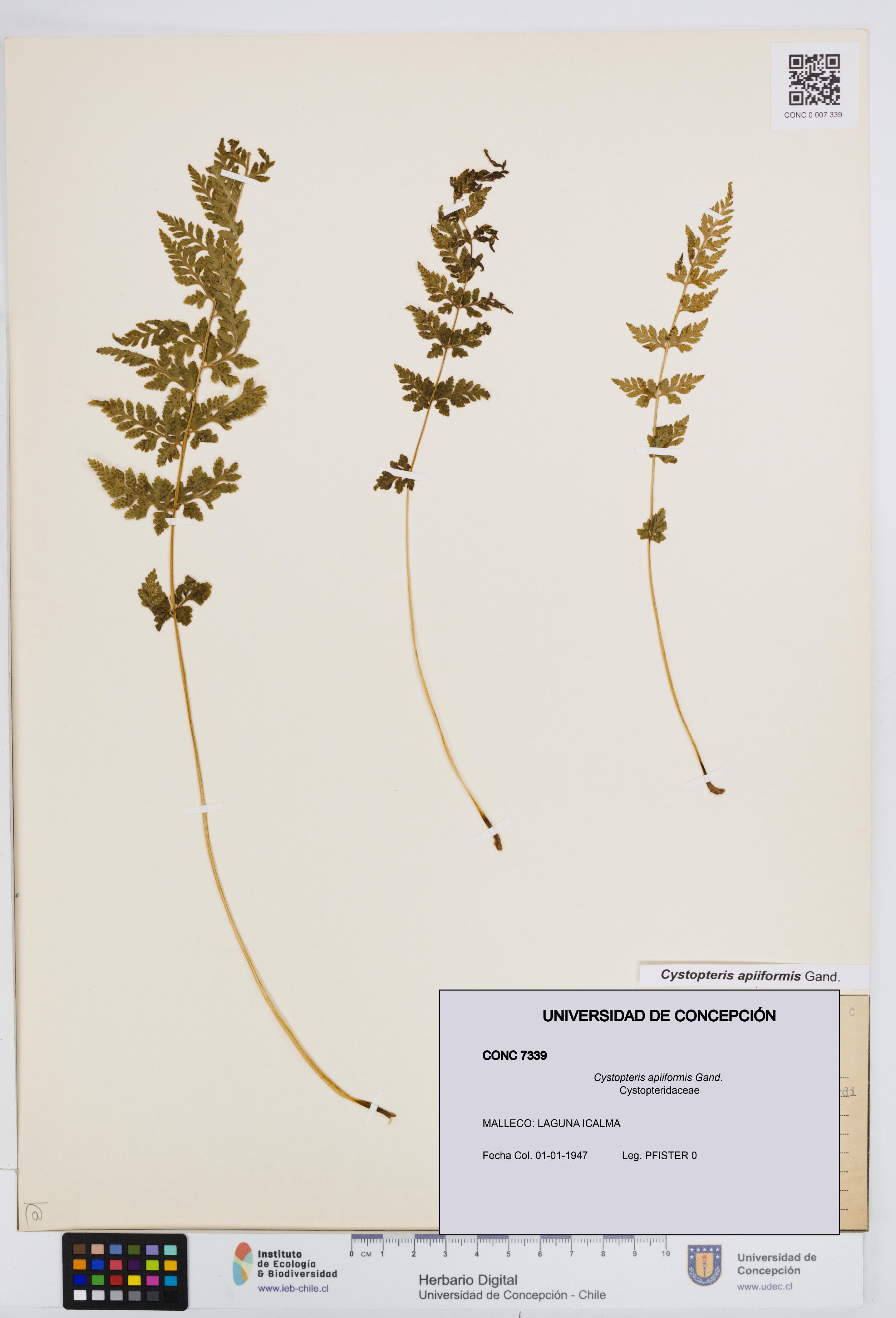 Cystopteris apiiformis [Espécimen: UDEC:CONC:0007339]