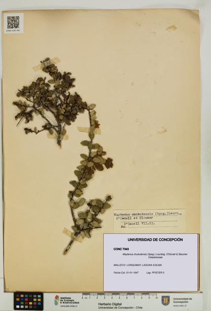 Maytenus chubutensis [Espécimen: UDEC:CONC:0007343]