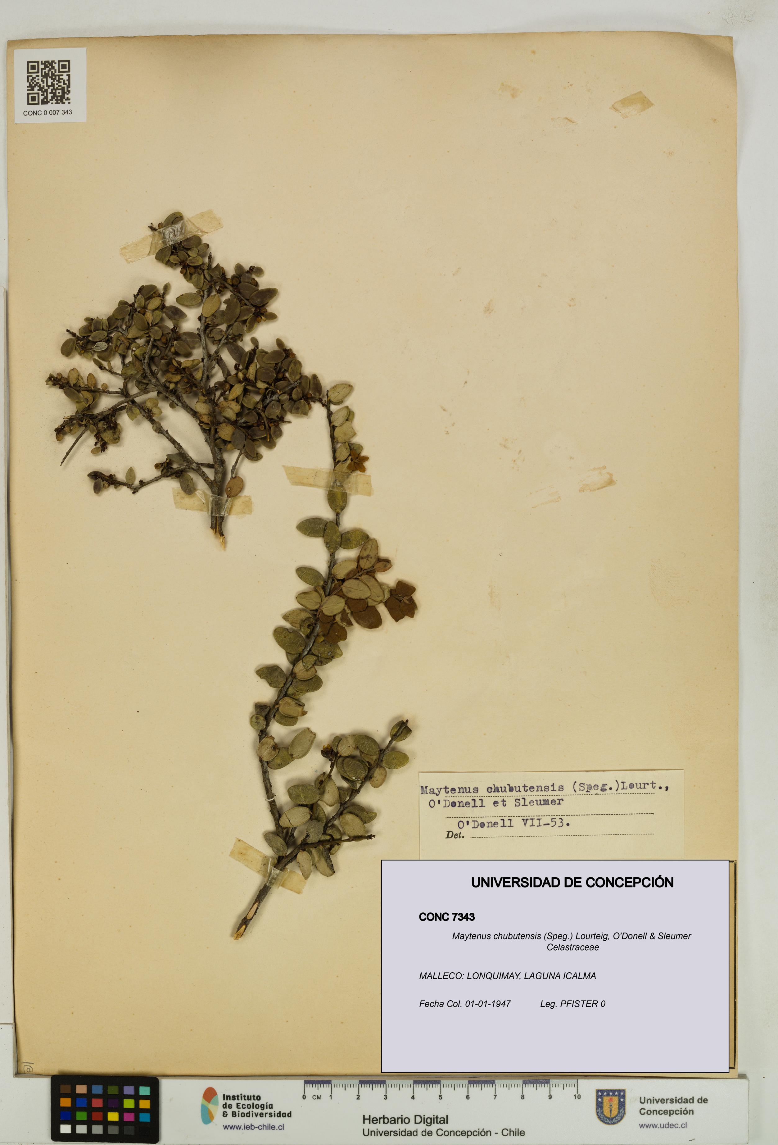Maytenus chubutensis [Espécimen: UDEC:CONC:0007343]