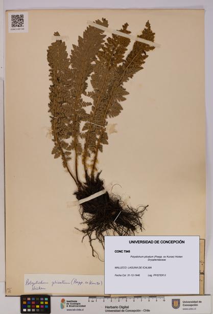 Polystichum plicatum [Espécimen: UDEC:CONC:0007345]