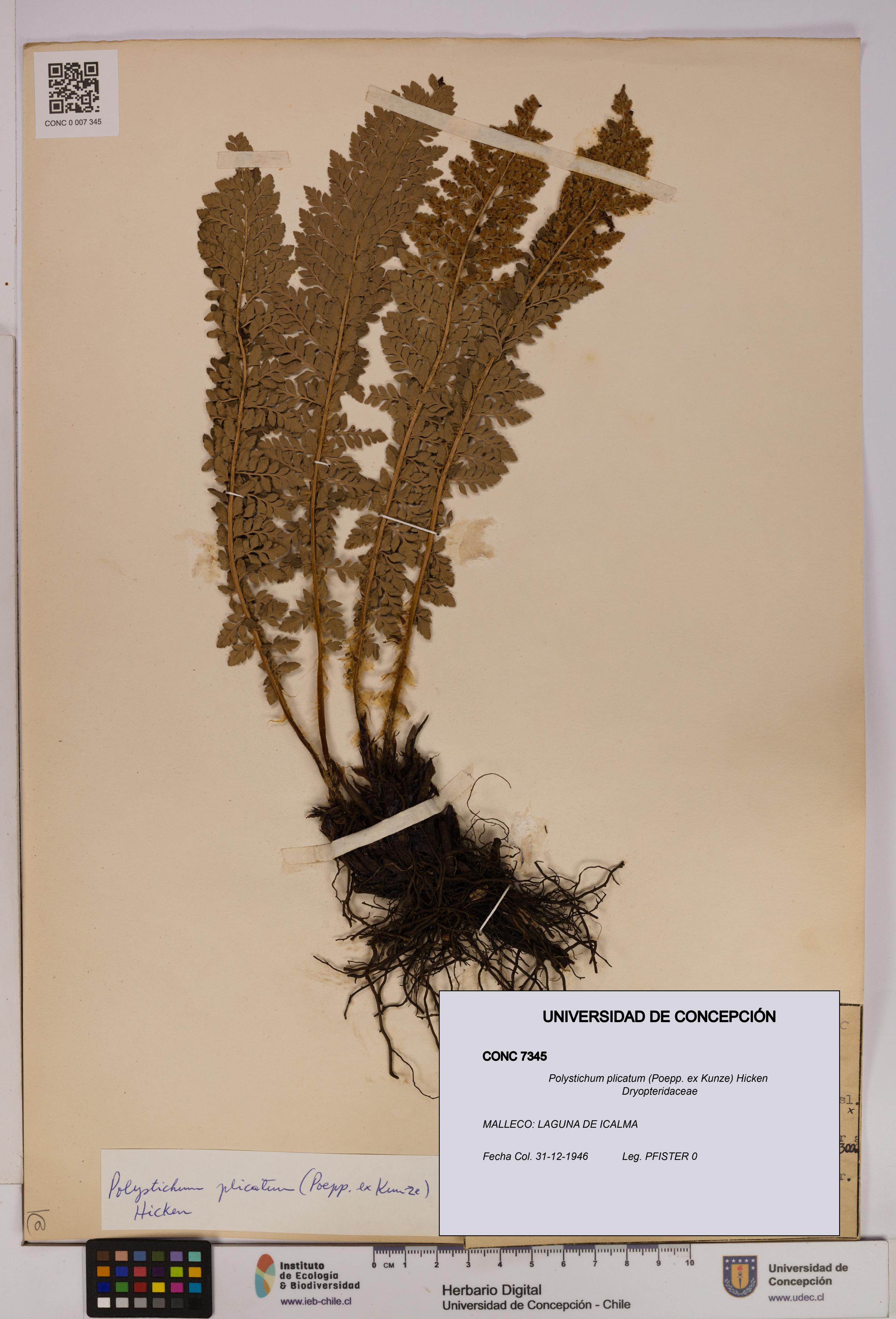 Polystichum plicatum [Espécimen: UDEC:CONC:0007345]
