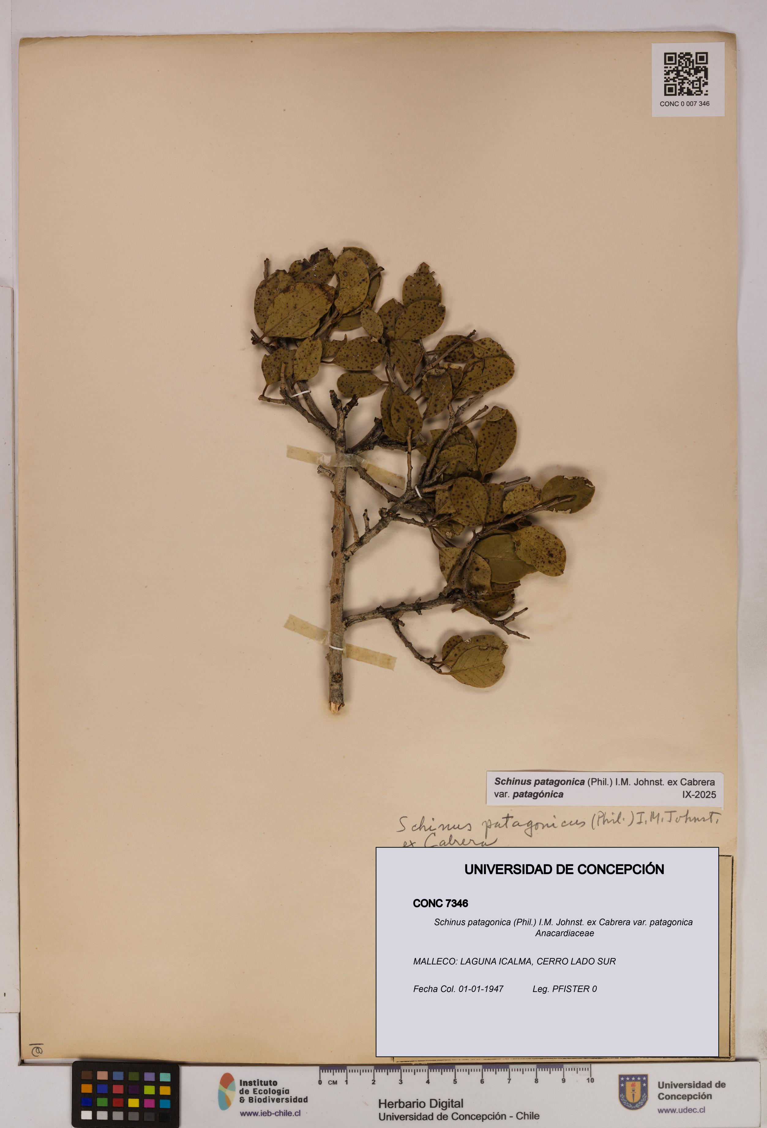 Schinus patagonica [Espécimen: UDEC:CONC:0007346]
