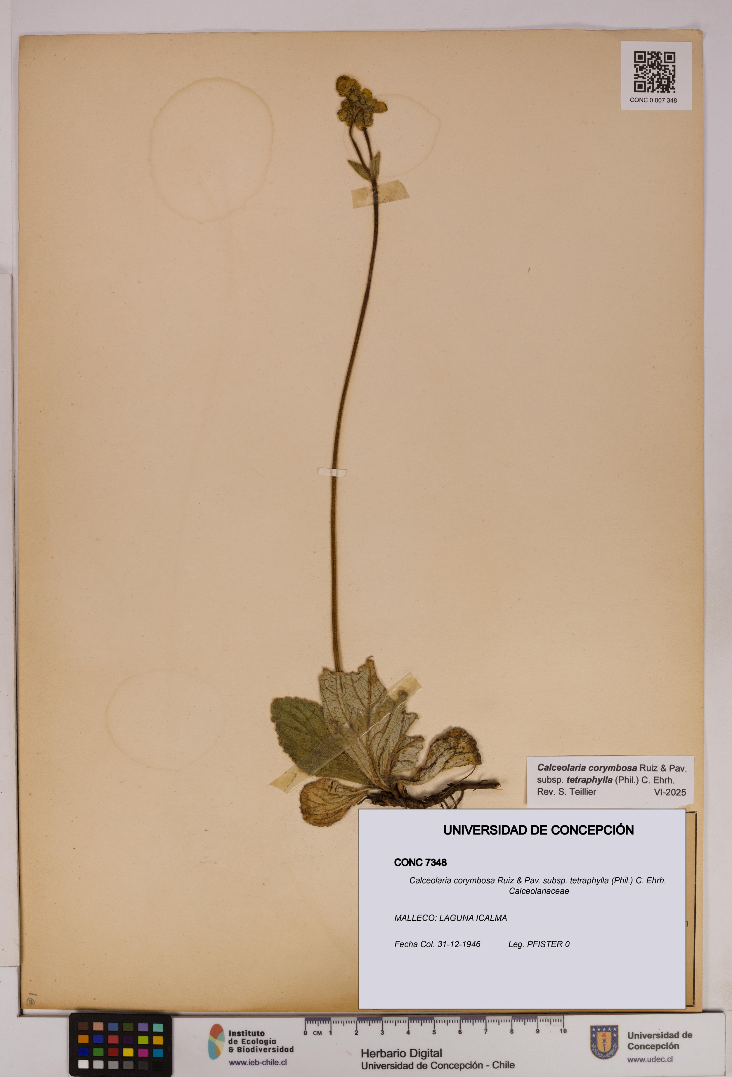 Calceolaria corymbosa [Espécimen: UDEC:CONC:0007348]