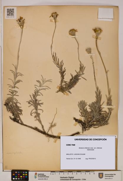 Senecio chilensis var. chilensis [Espécimen: UDEC:CONC:0007349]